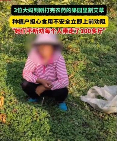 “良心都不要了！”2025年江西赣州，3位大妈来到一片果园，偷偷摸摸蹲在树下，本
