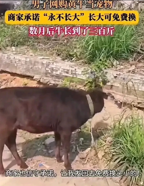 “原来真的有稳赚不赔的生意！”男子网购黄牛当宠物，商家承诺“永不长大”，如果长大