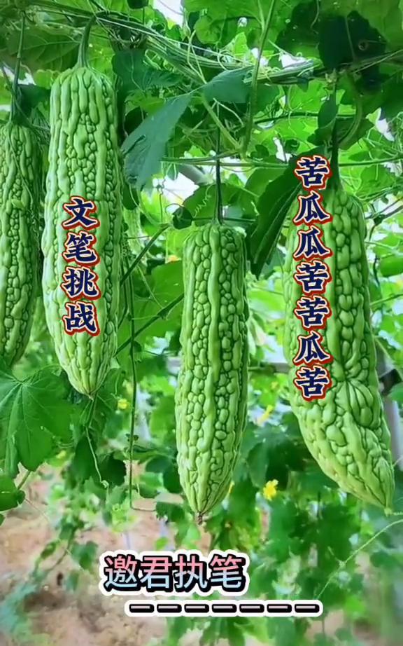 苦瓜瓜苦苦瓜苦。
文笔挑战，邀君执笔。