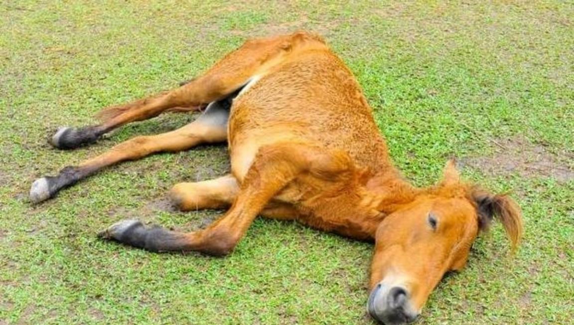 为什么马的腿断了必须死？很多人不知道，就算是身价几百万的赛马，只要腿不小心断了，