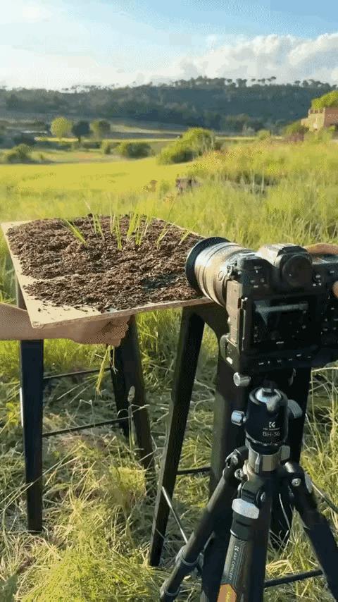 纪录片里的植物生长发芽难道也是这样拍出来的吗？