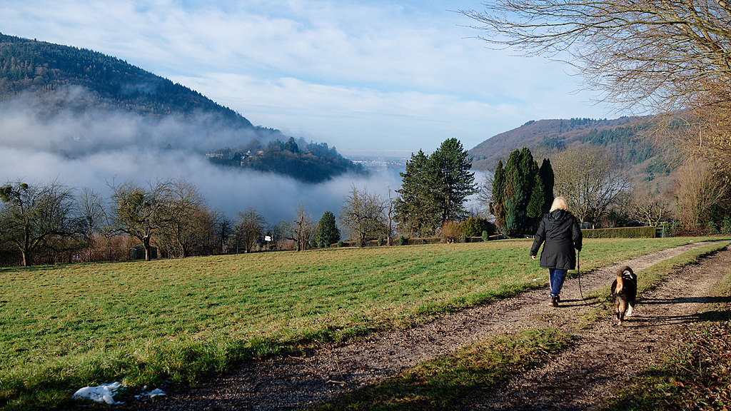 蝴蝶大乐透26012期分析，本期需要继续防冷码开出2到3个号码的情况，关注本期