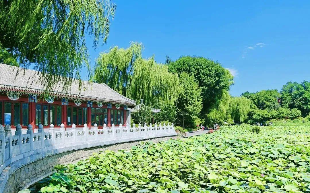 北京西海湿地公园风光绮丽
初秋的北京，天高云淡，秋风习习，北京二环内唯一的湿地公