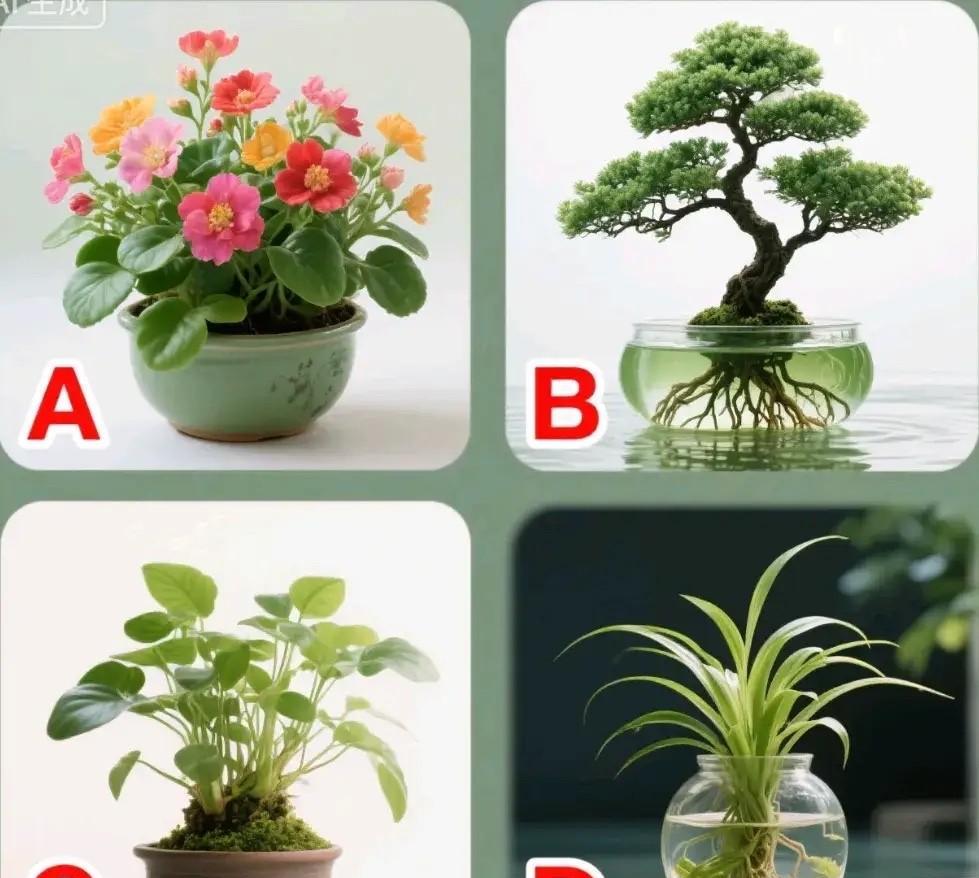 谁在偷偷牵挂着你？选张图测测吧。
从ABCD里挑一个，跟着直觉走！
评论区见答案