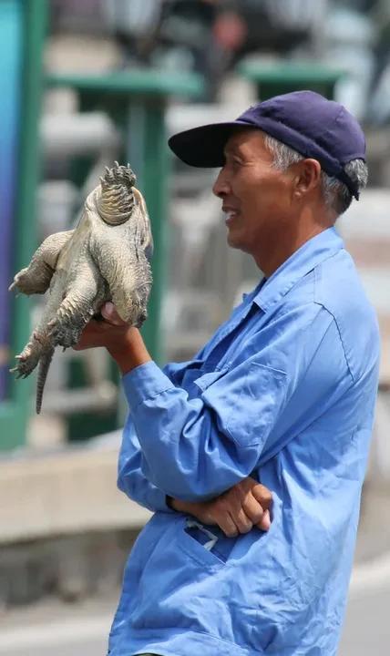 30斤鳄龟“越狱”被路人抱走 30斤的鳄龟“越狱”，竟被路人抱走啦！最近在云南发