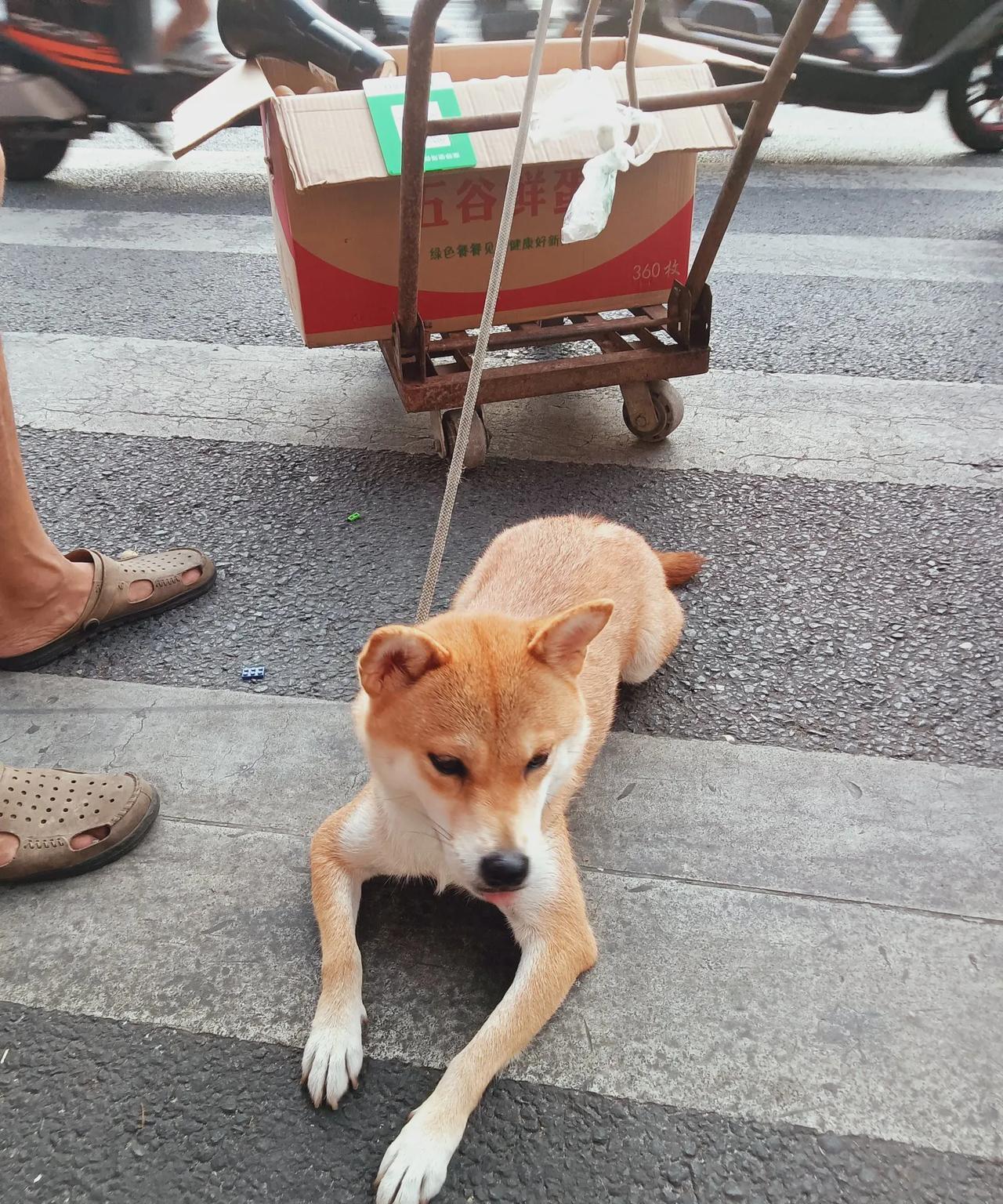 其实只要不结婚不买房子不生孩子，一个人躺平的成本也不过一个月五百
前段时间单位要