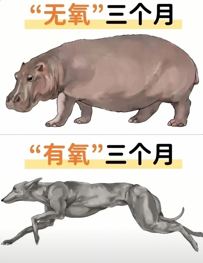 很多人都搞不明白有氧运动和无氧运动锻炼后的区别，几张图带你了解有氧运动和无氧运动