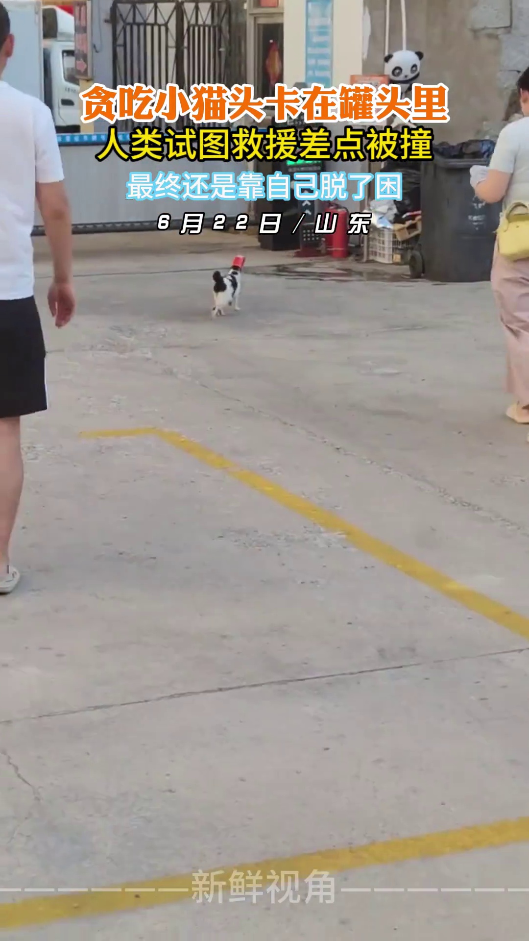 贪吃小猫头卡在罐头里 人类试图救援差点被撞