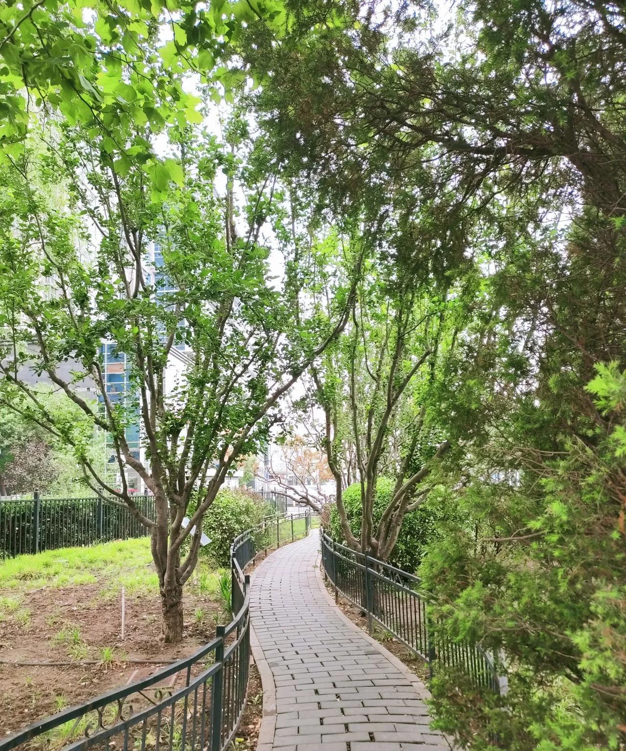 #今日所见所闻#
虽然是阴沉沉的天气，但窗外的鸟儿们依旧唧唧喳喳在欢快的叫着，看