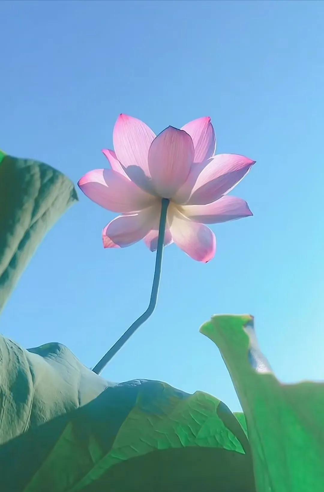 #旅行随手拍#荷
七月盛夏，暑气渐浓
漫步于荷塘之畔
只见荷花袅袅娜娜
宛如古代