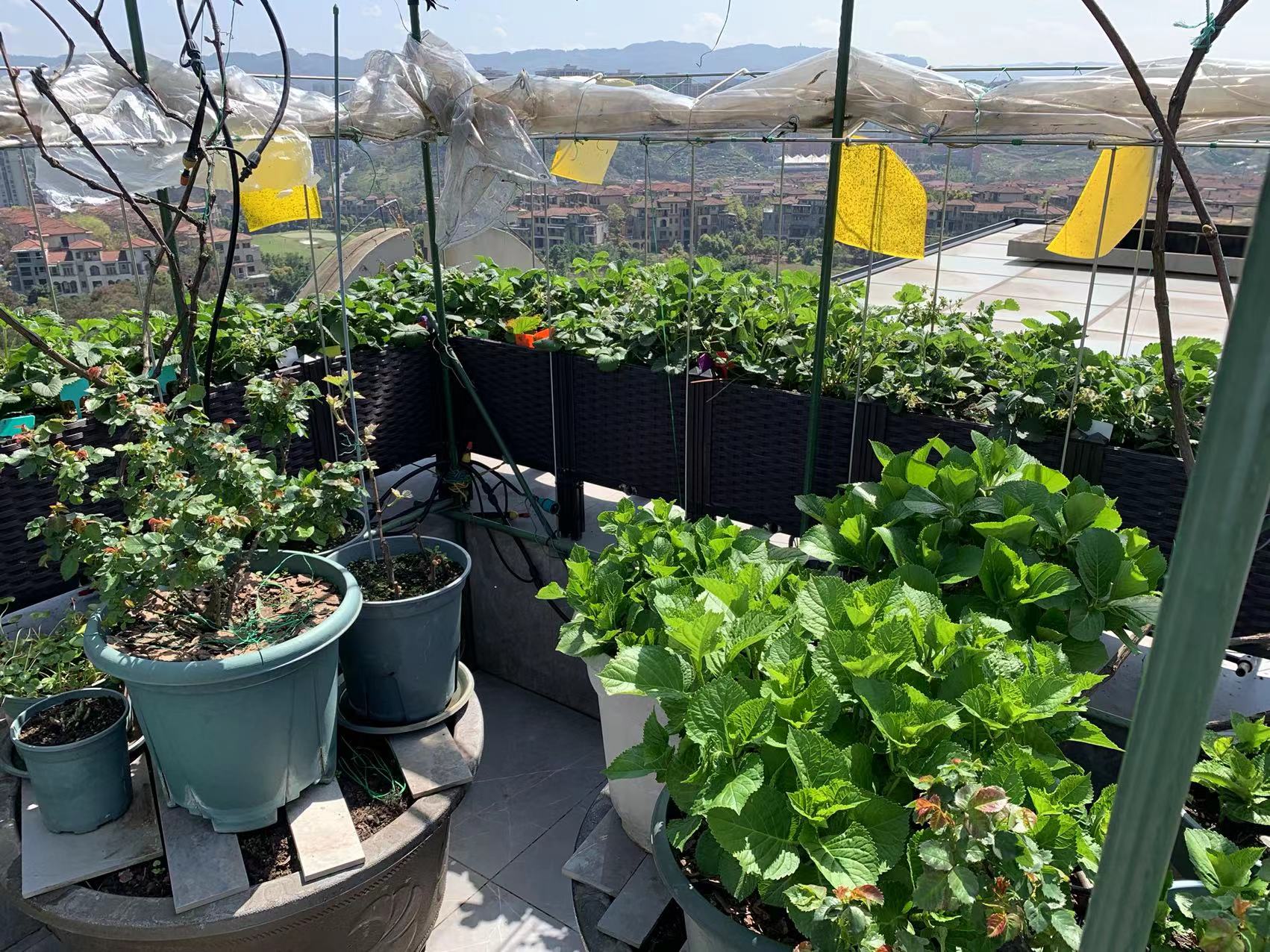 3 种环境，不是高发季也容易生红蜘蛛！