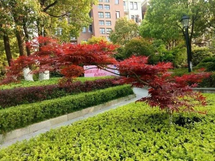 朋友在中介手里给父母买了一套多层50平米的小房子，买的一楼 。花了15.8万，中