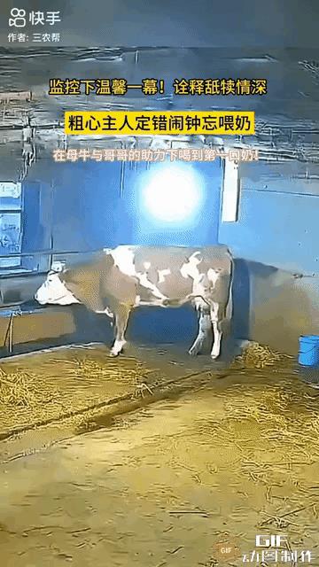 牛这种动物也是非常聪明的，通过画面能够感受到，刚出生不久的小牛犊应该是饿了，能够