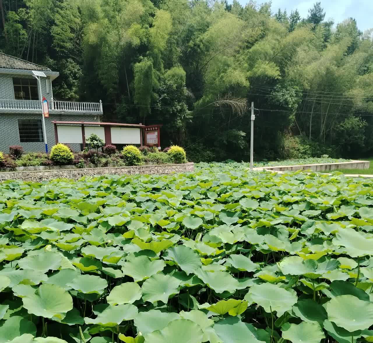 他们竟打起了老人的主意！
母亲兴高采烈地说：“昨天领了两瓶蜂蜜，每瓶有一斤半呢