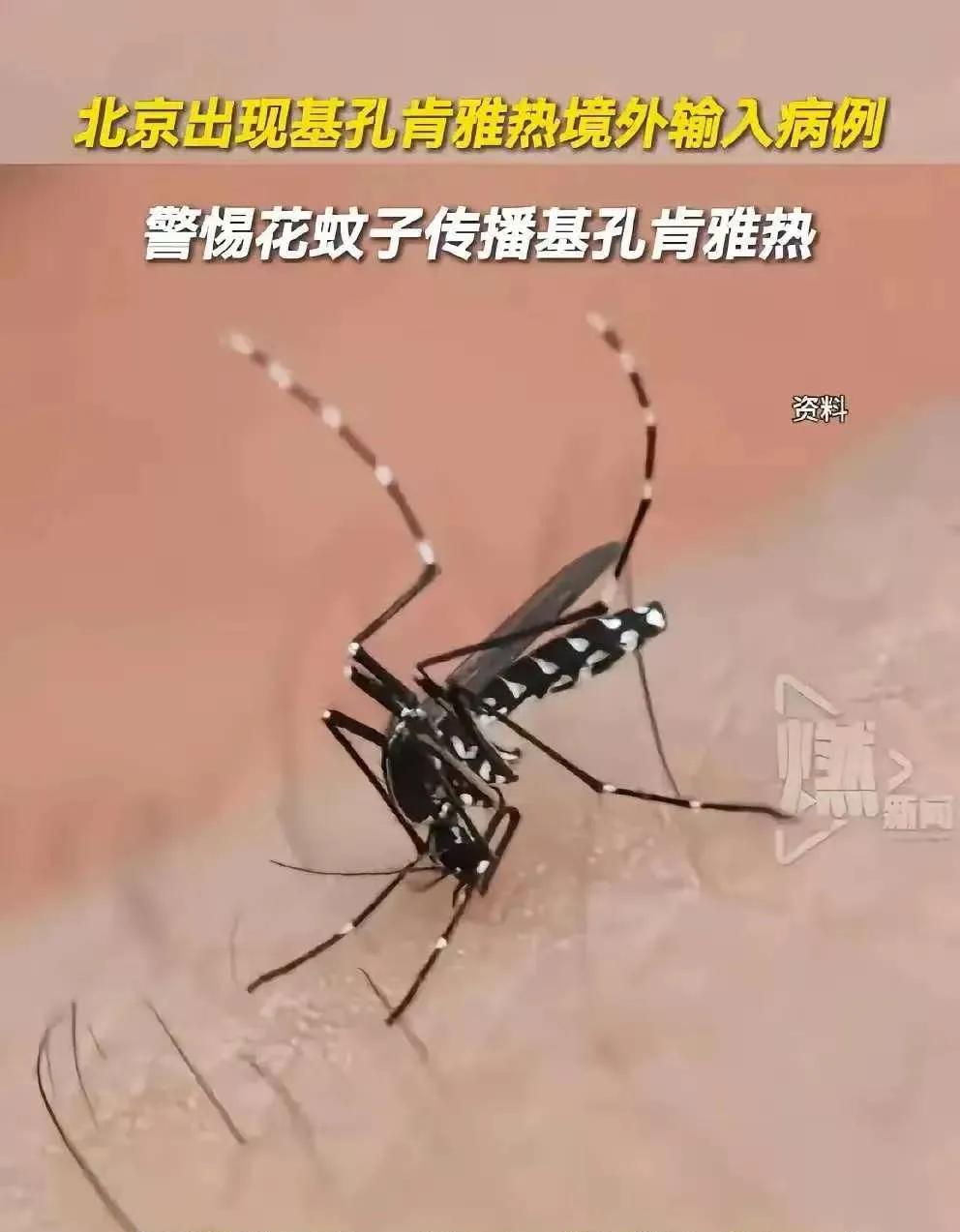 这个蚊子刚才确实看到了，
并且还咬了我一下，
现在心里有点害怕
社区通知都把阳台