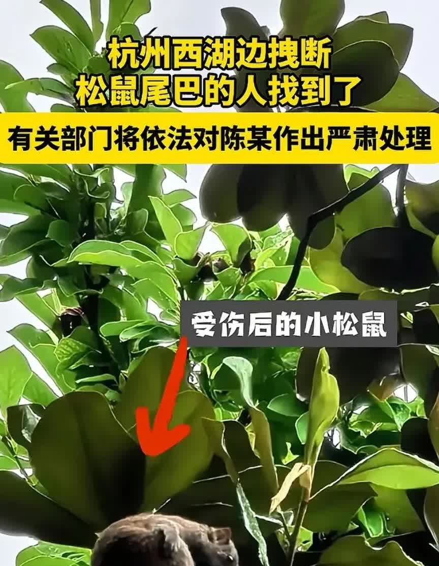 简直令人气得发抖，怎么会有人如此残忍。

就在6月10日中午，杭州西湖边一名