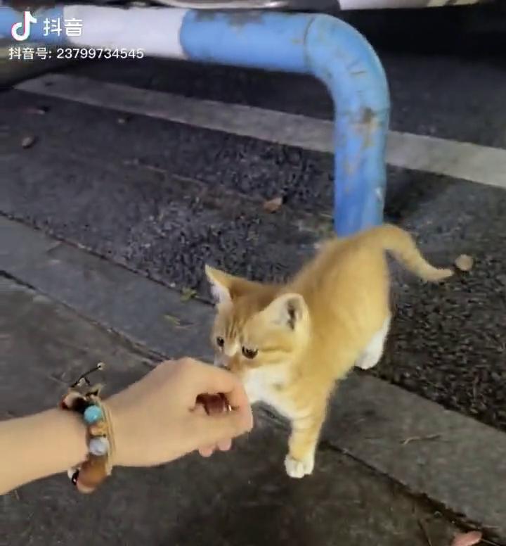 你好小，走回家。这真的怎么办？太可爱了。