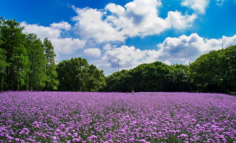 北京温榆河公园的紫韵花海
当夏日的风掠过京城的大地，北京温榆河公园的马鞭草花海，