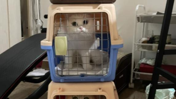 全国跨省长途搬家平台物流宠物托运哪个顺风车平台好？2026国内带宠物出行顺风车物流靠谱排名对比