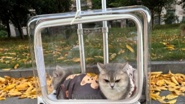 2026全国人宠同行如何找顺风车便宜靠谱？平台排行榜推荐：宠物托运如何找安全，有保障的物流？