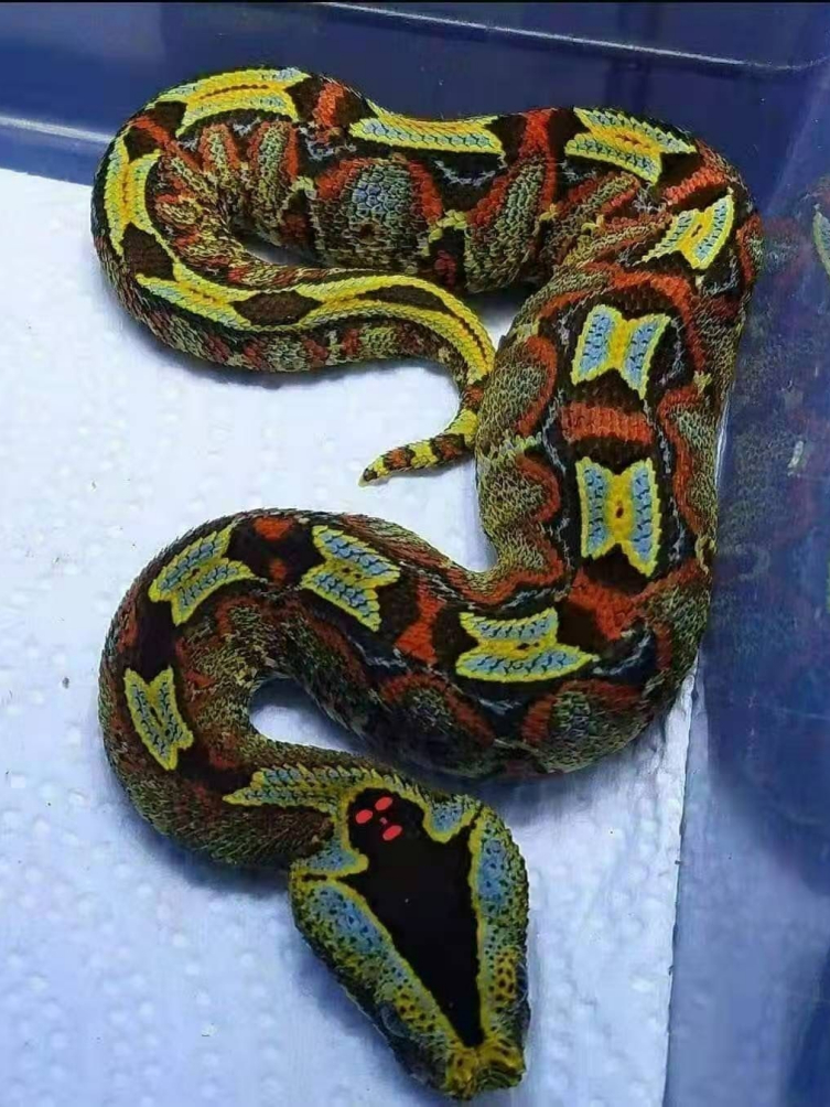 急！！！被这玩意儿咬了该怎么办？

