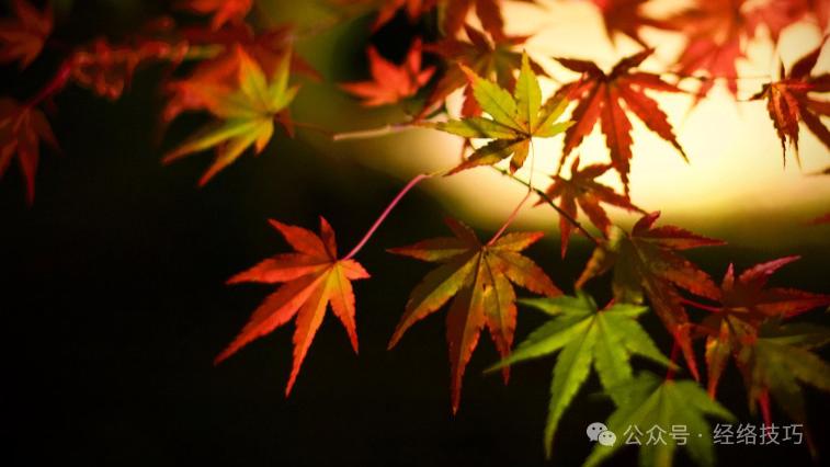 霜降后记得要养脾！这种肉每周吃2次，给脾胃动力，手脚不寒凉，浑身都精神！