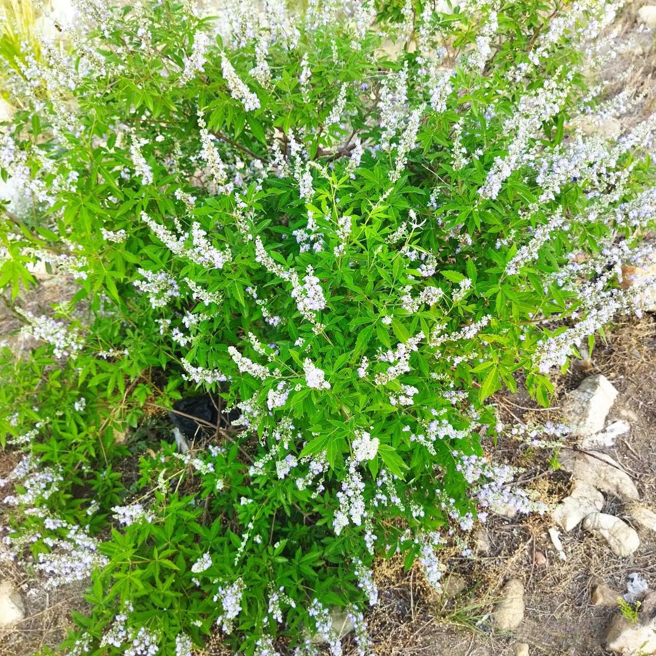 前几天河边遇到了一棵开紫花的小树，在风中飘飘荡荡的挺美的，
今天又路过可能是盛花