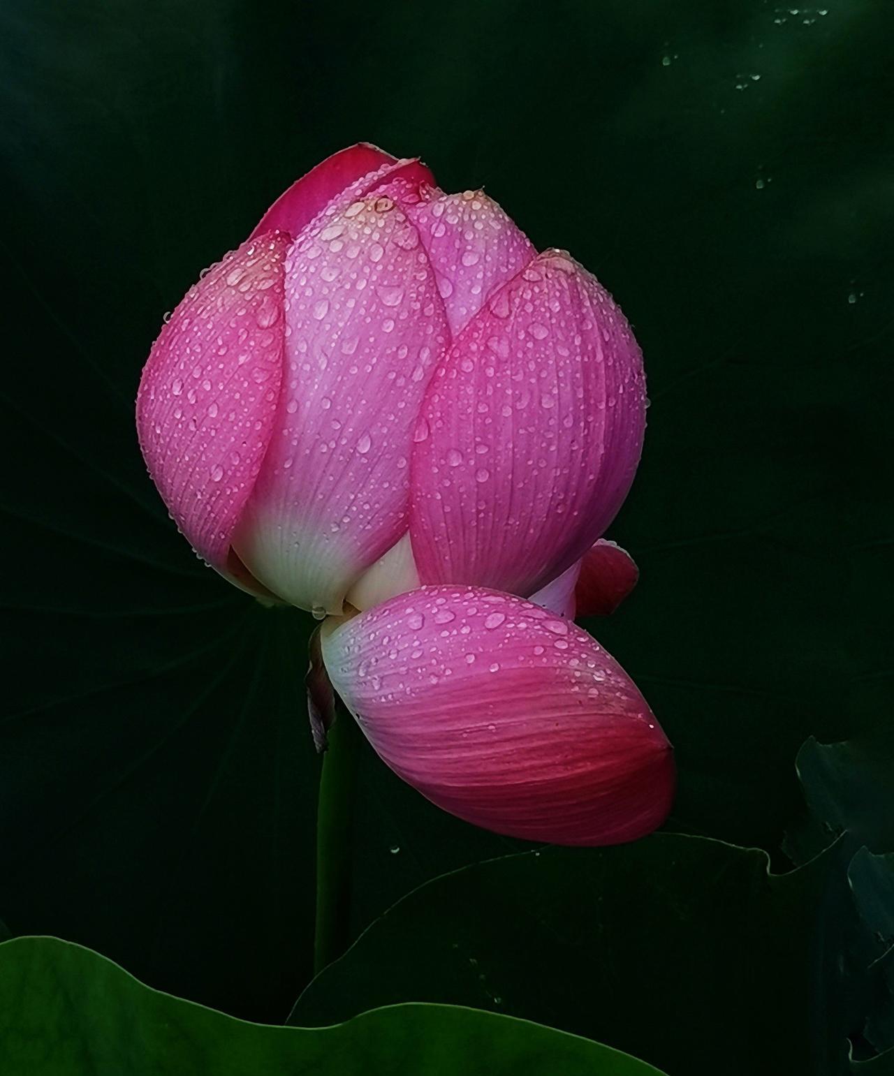 宗萨仁波切曾经说过：在与亲人相处时，试着放下纠正的冲动，遇见不同的观点时，暂停反
