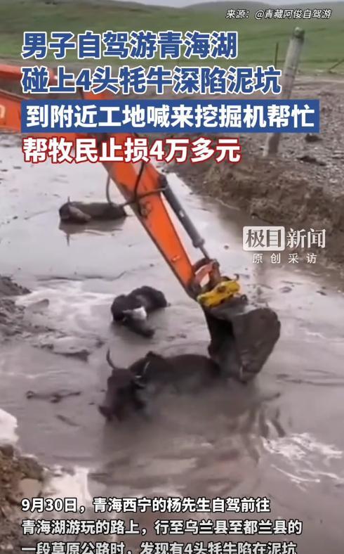 “格局打开了！”9月30日，青海西宁，一男子自驾游途中，看到4头牦牛陷进泥坑里动