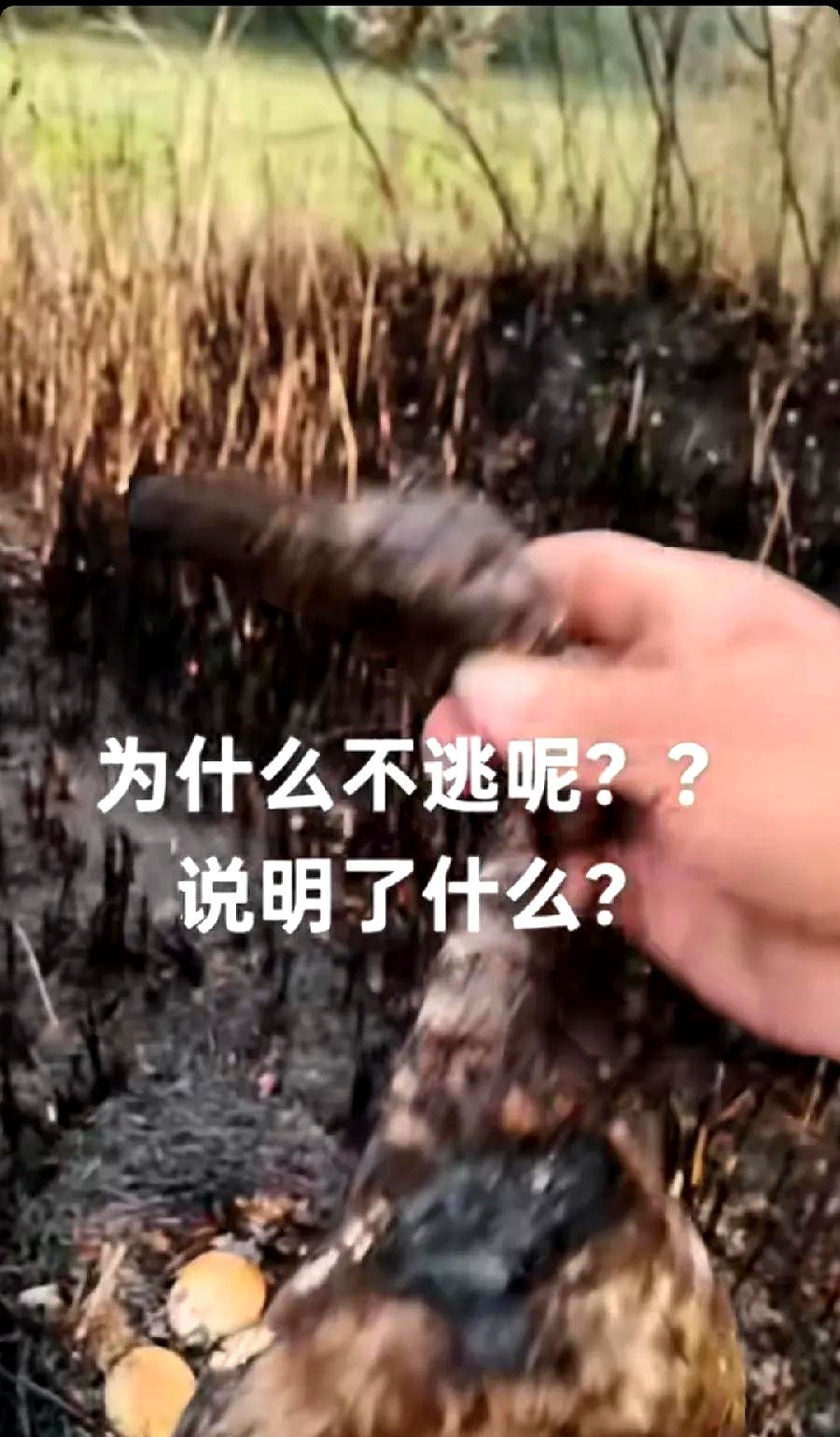 一场山火过后，有村民在焦黑的草丛里发现一只烧焦的鸭子。

刚要伸手捡，突然发
