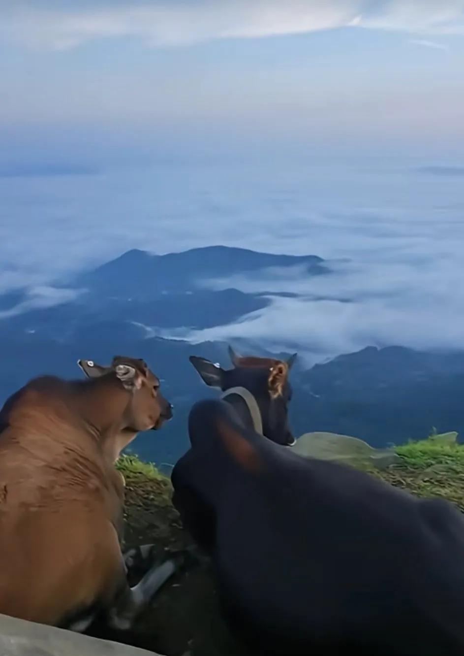 皆为牛马，为何它俩能悠闲欣赏美景？