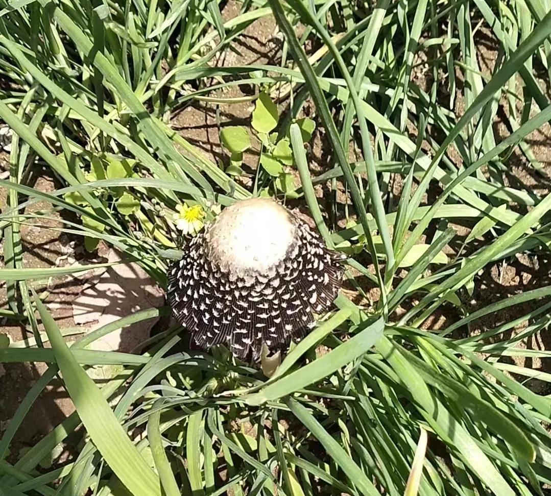 大家能认出这个是什么蘑菇不？
能吃吗？
野外钓鱼田地里发现的，
我40多岁按说见