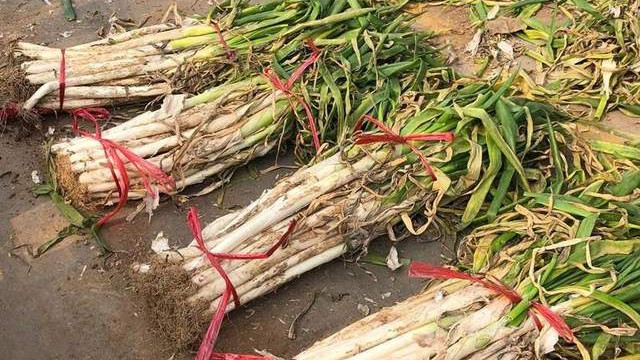 买回来的大葱，别随便放地上！教你保存大葱技巧，放一冬天也新鲜