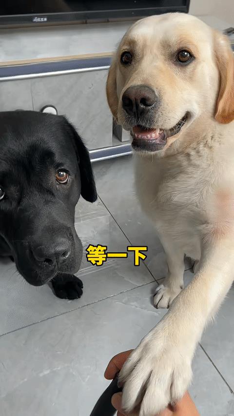 像不像单位同事，使坏的那种[呲牙]