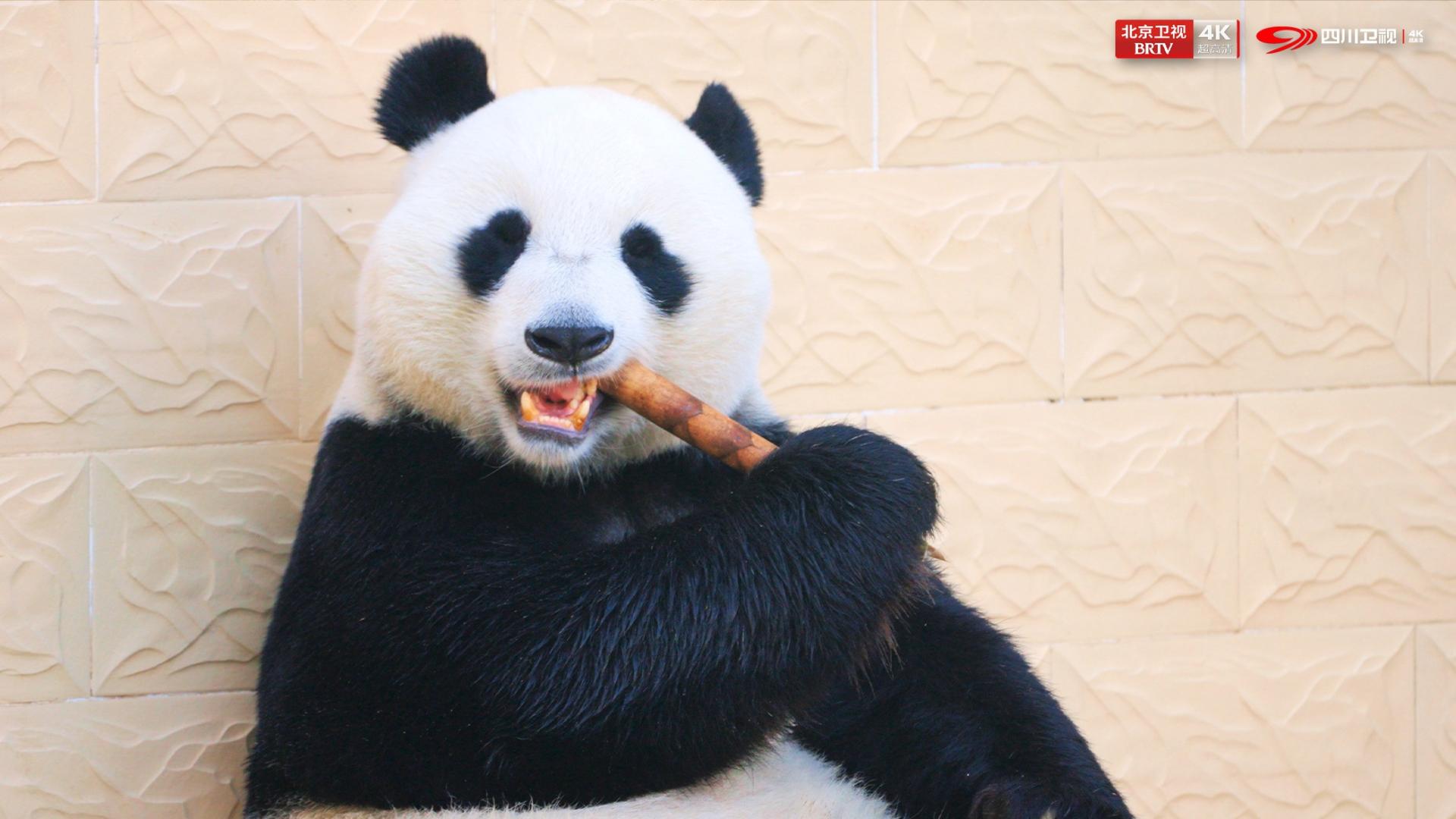 关于大熊猫的情绪，你可能只猜对了一半！