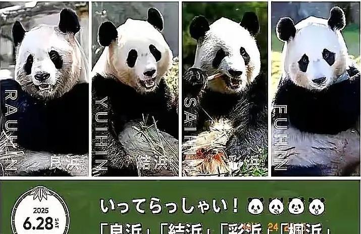 日本5月23日宣布：6月28日中日友好日，日本归还大熊猫一家的消息让人感慨。永明