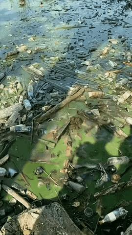 恒河水，浪打浪，一网下去鱼满仓。
秽沫翻波浮浊垢，腥风卷雾漫昏黄。
汞砷暗积鳞中