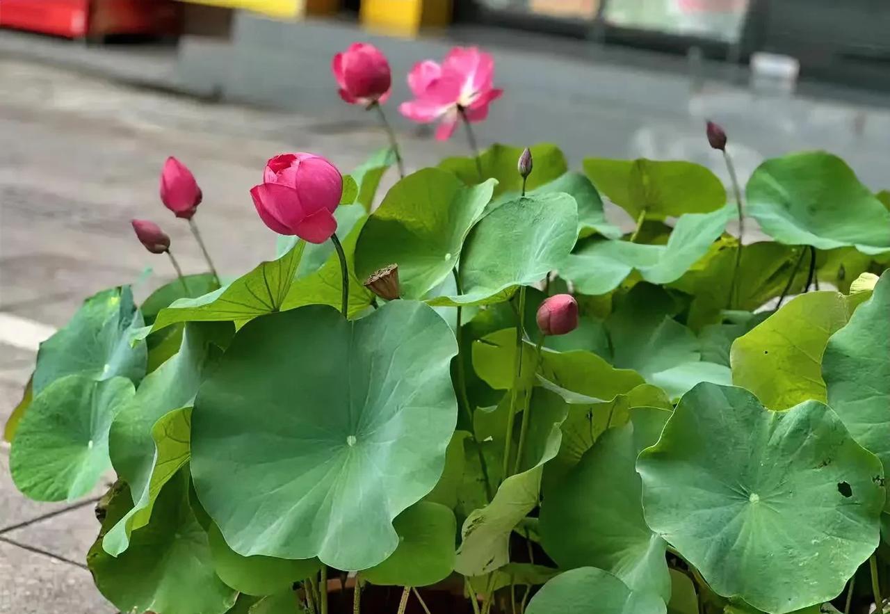 脸上常见纹路
1、悬针纹（印堂竖纹）  性格比较固执
2、鱼尾纹（眼尾纹）  过