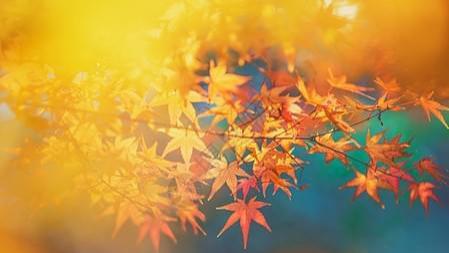 奥修禅卡塔罗牌中比较牌的启示