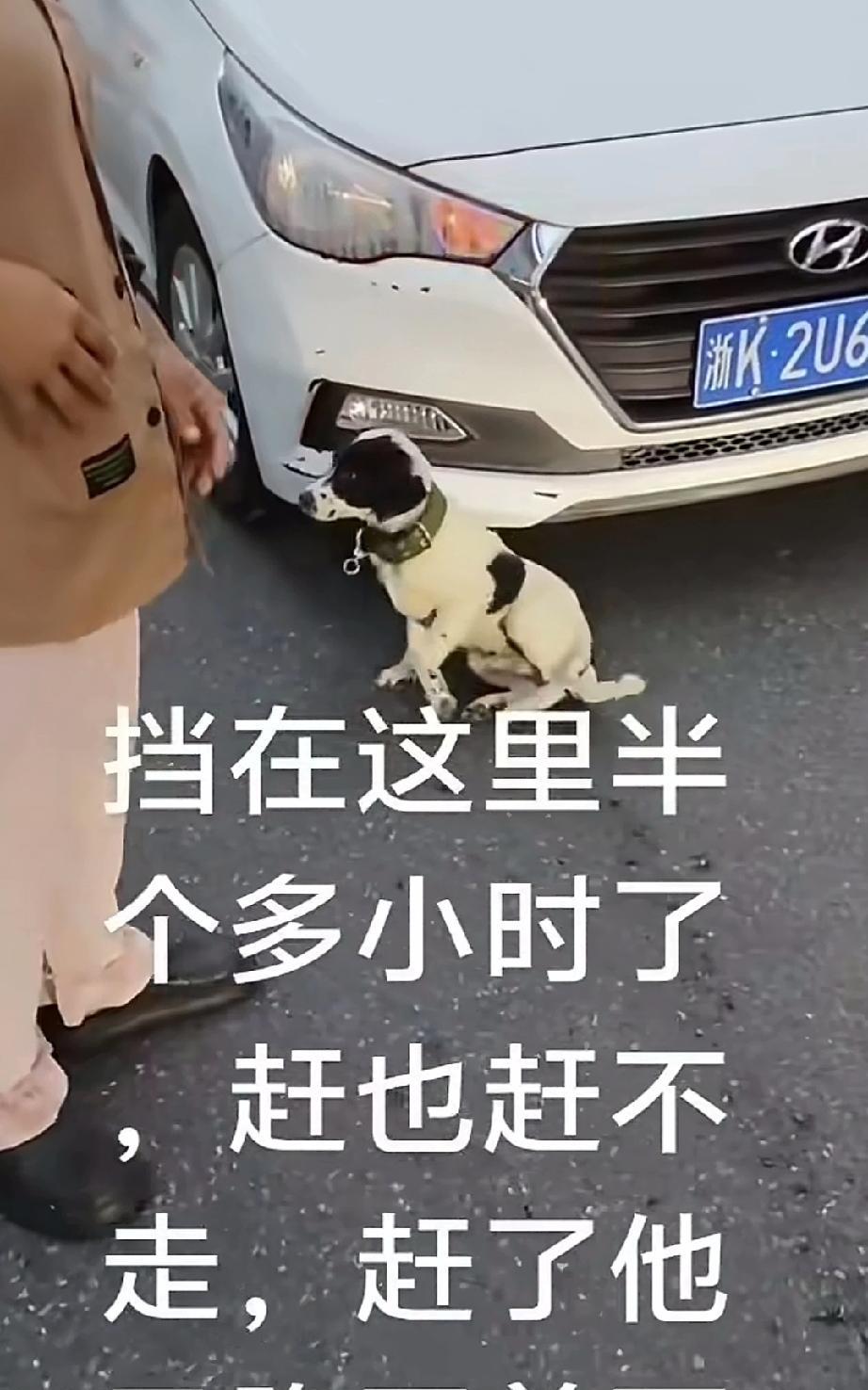 又见狗狗拦路挡车，不管车子前进还是后退，它都守在前方、车旁，就是不让车子离开，这