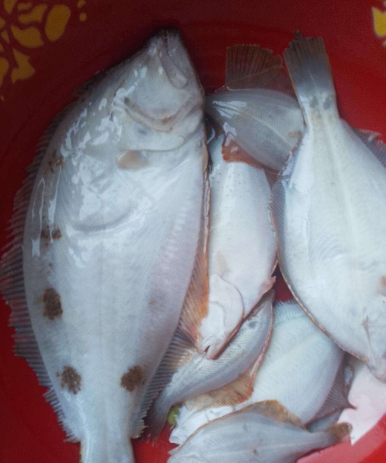 八仙岛风景独秀            看鱼获惨不忍睹
大连海域伏季休渔期已经结束