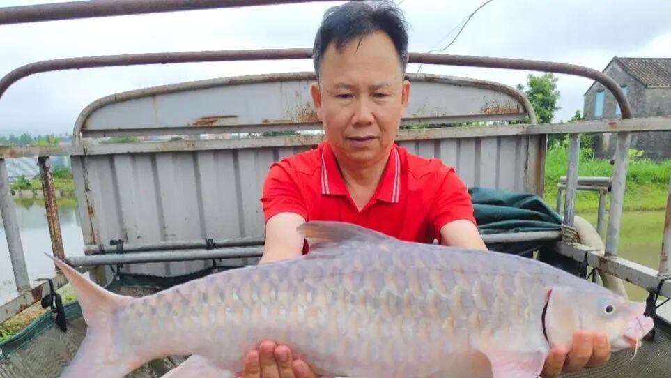 吃一口要好几百！这种鱼的名字叫“忘不了鱼”，价格更是让你忘不掉