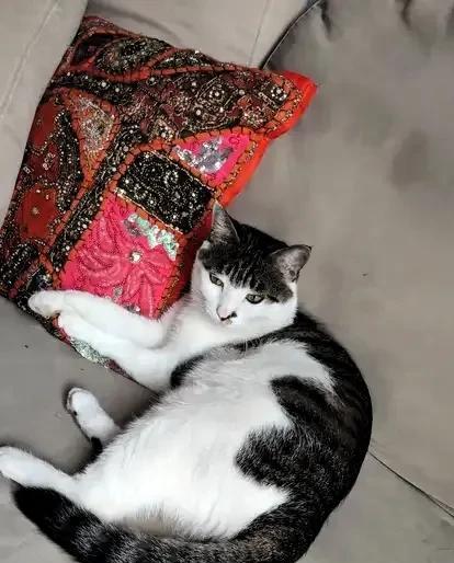 我的猫咪，叫玉儿。另外一只叫咪咪，一只叫小美。 玉儿，是我捡的一只流浪小猫。原本