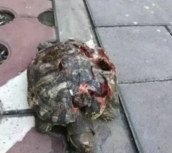 必须严惩！广东韶关，一对夫妻带着孩子在小区内玩耍，谁能想到，从天上掉下来一只乌龟
