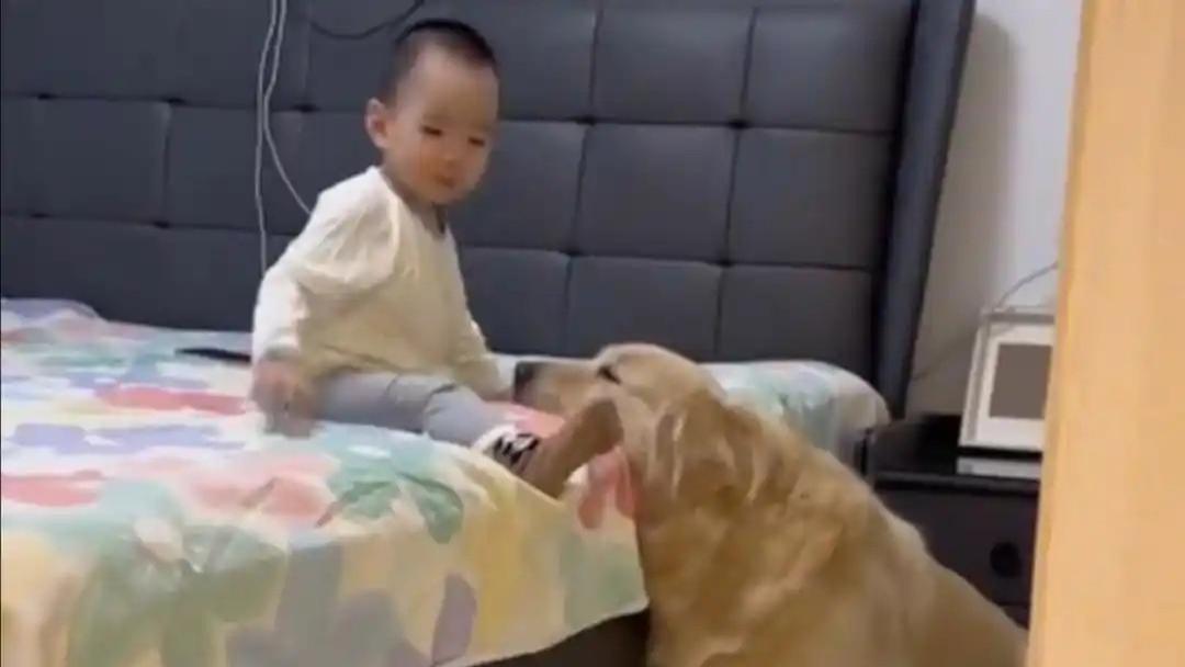 狗狗趴下给小主人当板凳