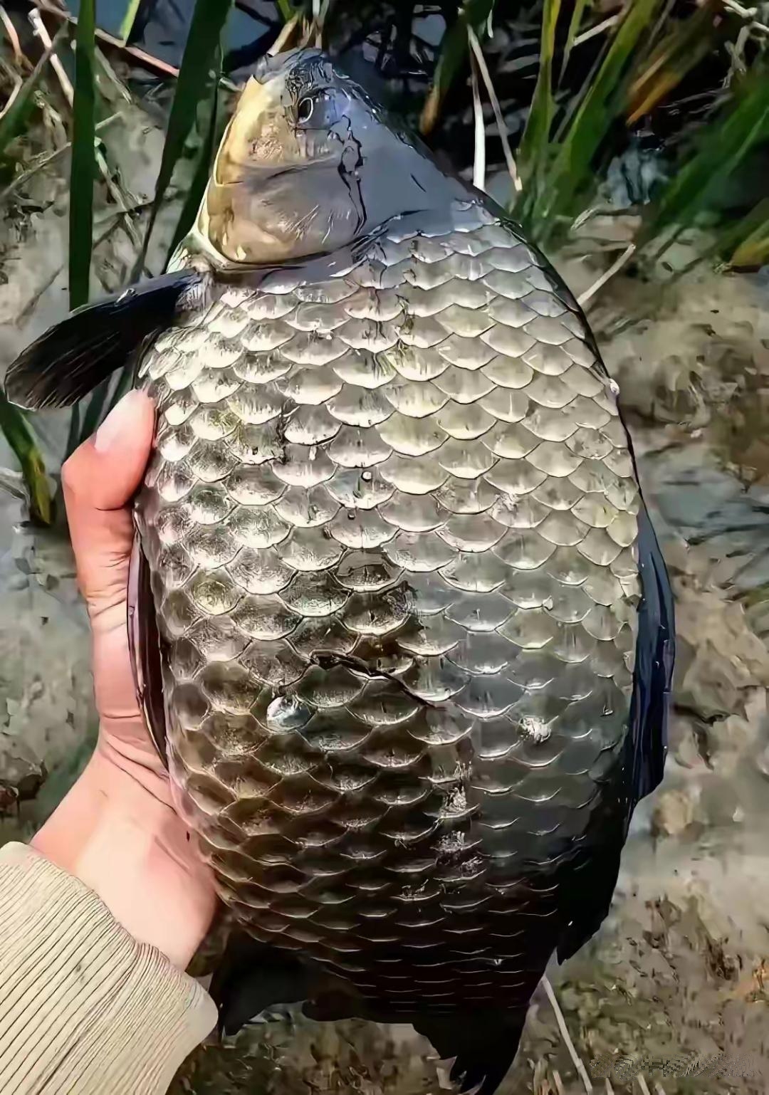 老公喜欢钓鱼，昨天钓了一大条发给我看是啥鱼，我说我虽然懂鱼，说是鲶鱼，或是鲤鱼但