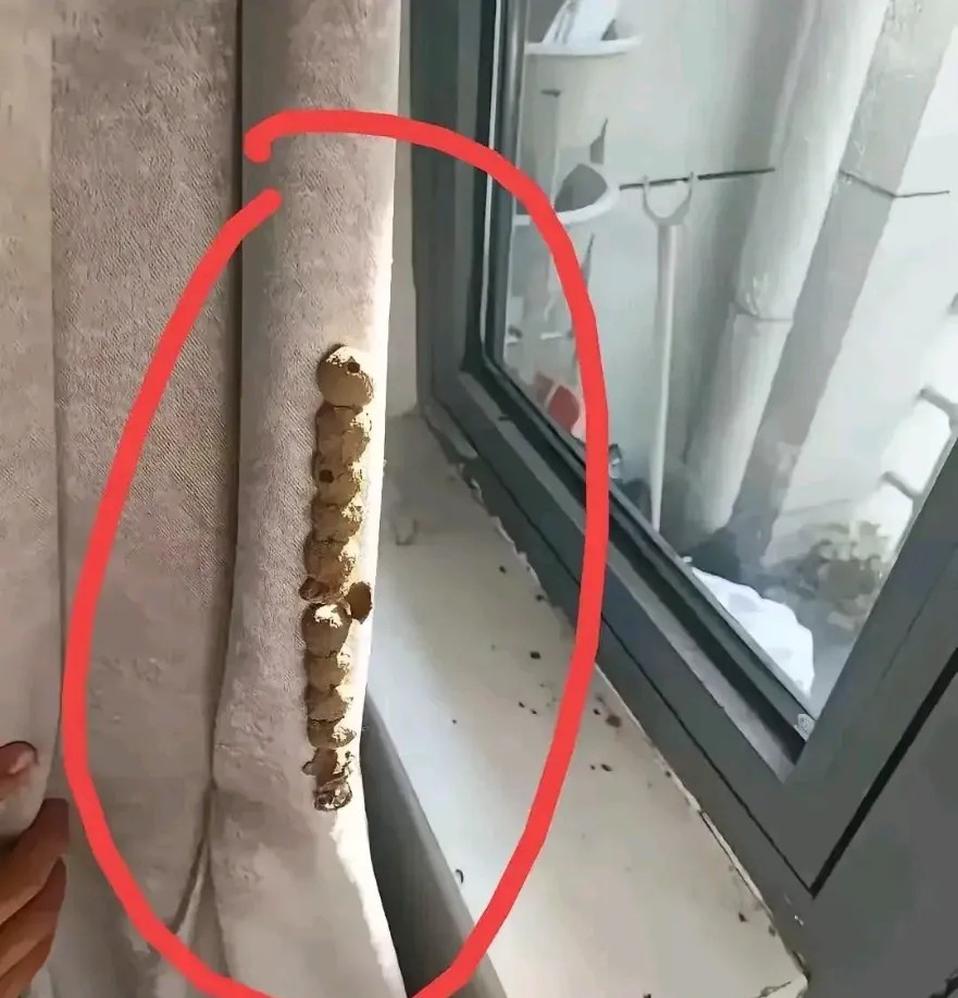 房子许久没住了，进房间发现这个，这是什么？怪吓人的。