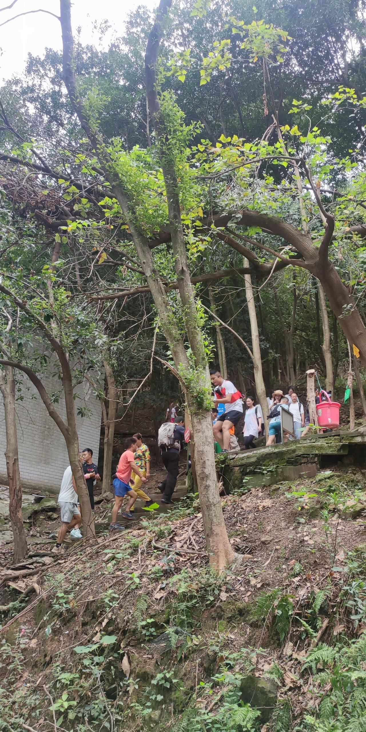 这是南山脚下的徒步活动，参与者正排队登山。这一活动如今深受年轻人喜爱，希望更多人