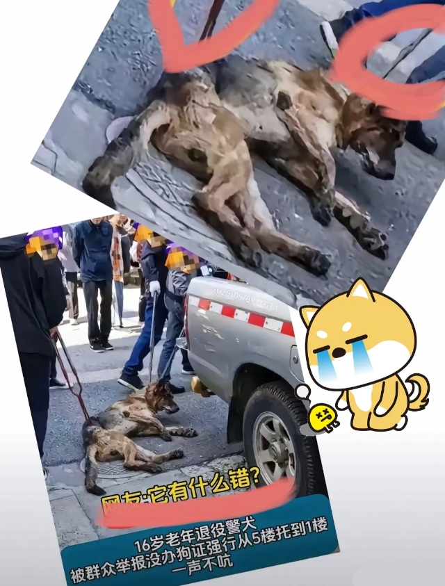 家人们，真的被气到了！16岁半瘫痪的退役警犬小黑，被叉子叉着脖子从五楼拖到一楼，