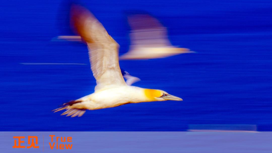 “天才”与“疯子”的双生样本：蒋凡向左，无招向右